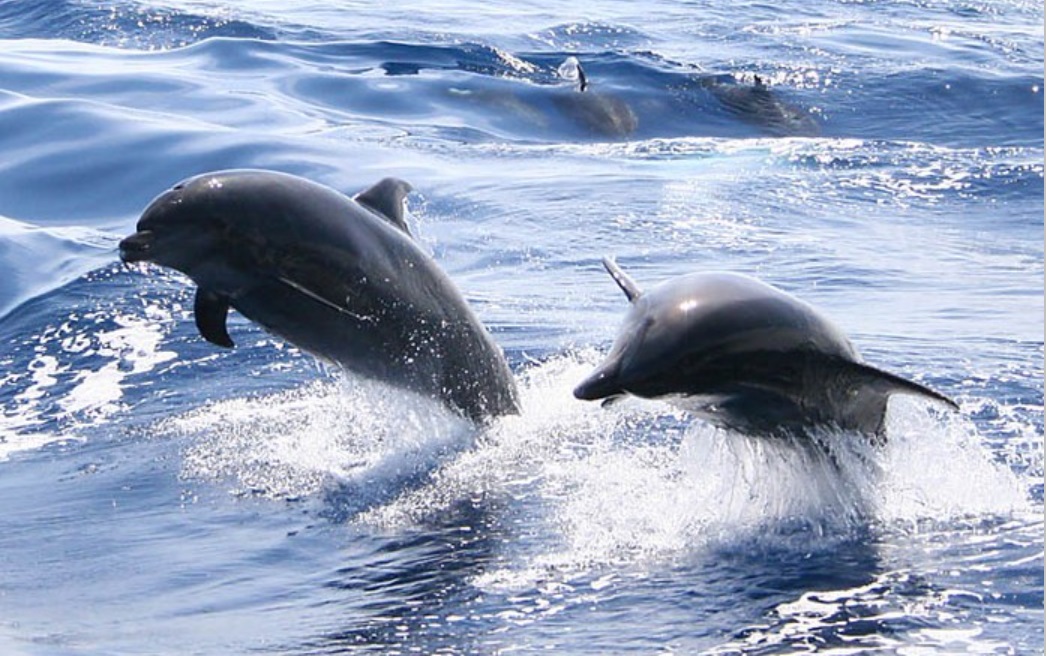 Avistamiento de Delfines en Marbella Avistamiento de Delfines en Marbella